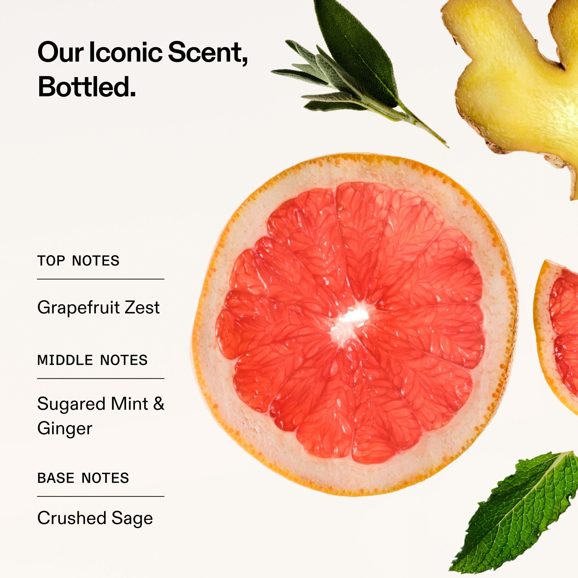 Il nostro profumo iconico, in un flacone.
NOTE DI TESTA
Scorza di pompelmo
NOTE DI CUORE
Menta zuccherata e zenzero
NOTE DI FONDO
Salvia sclarea